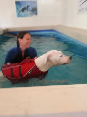 טיפול הידרותרפיה לכלבים